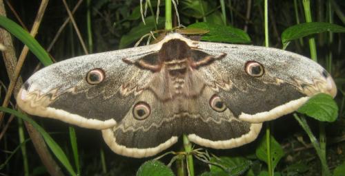 Réf. 323 945 : Saturnia pyri